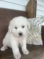 Male plaid, a male Great Pyrenees for sale in Bloomfield, IA – Photo 1 of 8