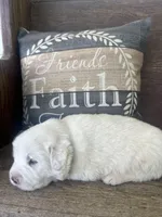 Male plaid, a male Great Pyrenees for sale in Bloomfield, IA – Photo 7 of 8