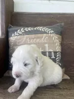 Male plaid, a male Great Pyrenees for sale in Bloomfield, IA – Photo 6 of 8