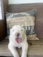 Male plaid, a male Great Pyrenees for sale in Bloomfield, IA – Photo 5 of 8