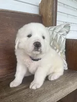 Male plaid, a male Great Pyrenees for sale in Bloomfield, IA – Photo 2 of 8