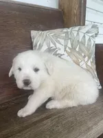 Male plaid, a male Great Pyrenees for sale in Bloomfield, IA – Photo 4 of 8