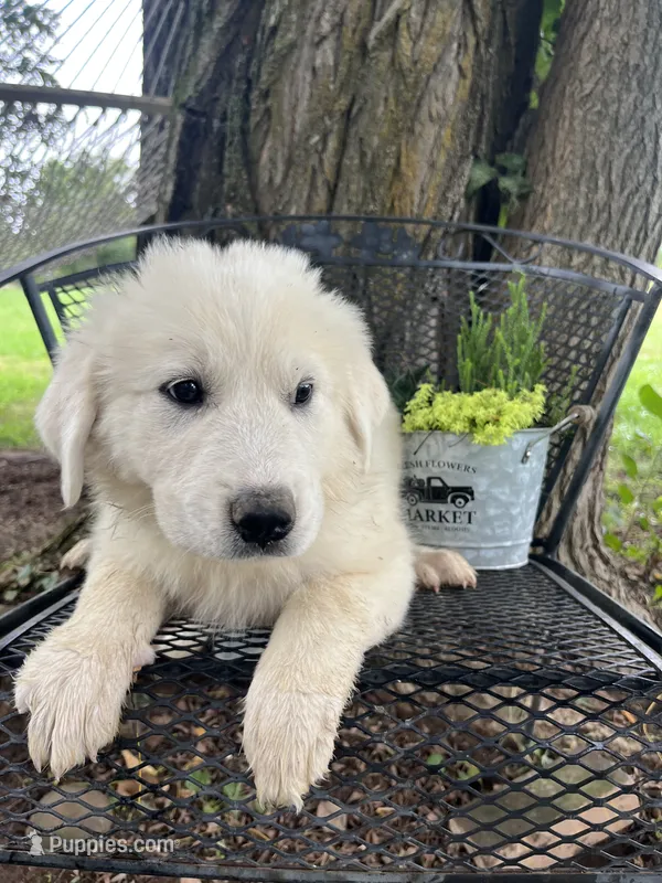 Star (purple collar) – Great Pyrenees puppy for sale in Bloomfield, IA
