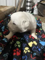 processed/1ef10aef-3037-4774-bc28-5b9e7ad7e6cb/listing/26a0e2d7-7622-496f-a8ca-98f227fb26ac/467468e0-1560-4f3a-af99-1e04f4db8eb8