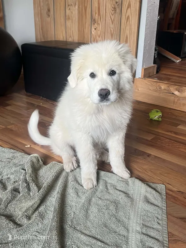fluff (Grey collar) – Great Pyrenees puppy for sale in Bloomfield, IA