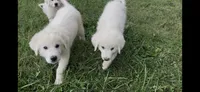 Puff (black collar), a male Great Pyrenees for sale in Bloomfield, IA – 3 of 6