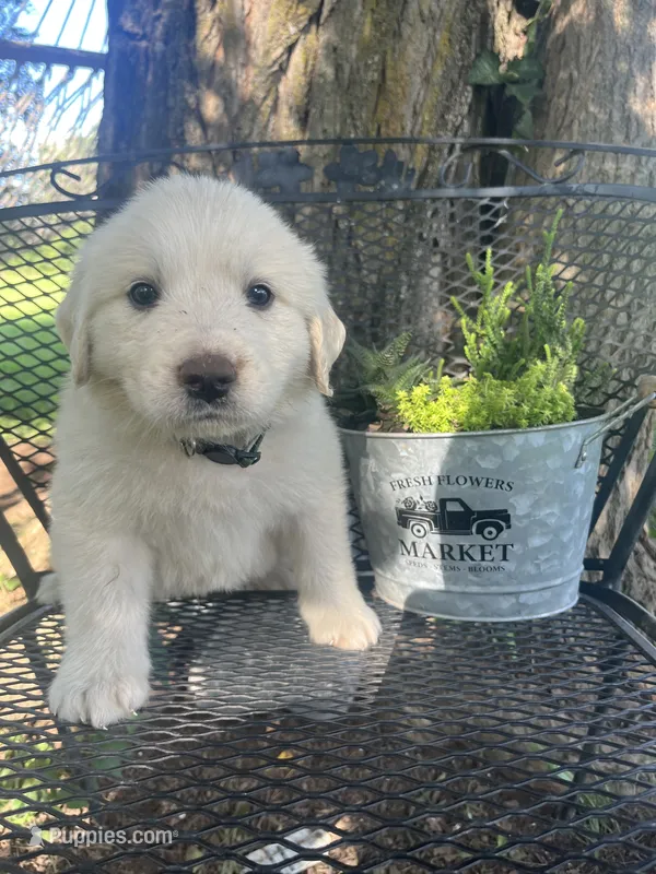 marshmallow (Green male) – Great Pyrenees puppy for sale in Bloomfield, IA