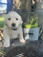 marshmallow (Green male), a male Great Pyrenees for sale in Bloomfield, IA – 1 of 4
