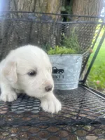 marshmallow (Green male), a male Great Pyrenees for sale in Bloomfield, IA – 3 of 4
