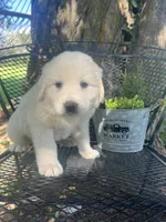 Puff (black collar), a male Great Pyrenees for sale in Bloomfield, IA – 2 of 3