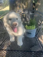 marshmallow (Green collar), a male Great Pyrenees for sale in Bloomfield, IA – 2 of 6