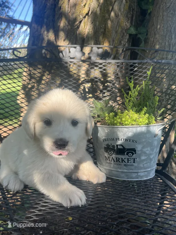 Bolt (Brown male) – Great Pyrenees puppy for sale in Bloomfield, IA