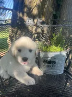 Bolt (Brown male), a male Great Pyrenees for sale in Bloomfield, IA – 1 of 4