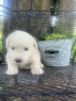 Bolt (Brown male), a male Great Pyrenees for sale in Bloomfield, IA – 3 of 4