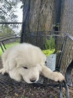 fluff (Grey collar), a male Great Pyrenees for sale in Bloomfield, IA – 2 of 2