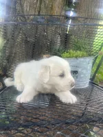 Bolt (Brown male), a male Great Pyrenees for sale in Bloomfield, IA – 4 of 4