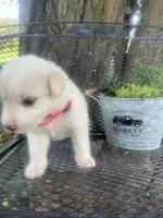 Honey (pink female), a female Great Pyrenees for sale in Bloomfield, IA – 2 of 2