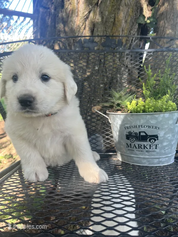 Fluff (orange male) – Great Pyrenees puppy for sale in Bloomfield, IA