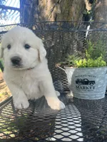 Fluff (orange male), a male Great Pyrenees for sale in Bloomfield, IA – 1 of 4