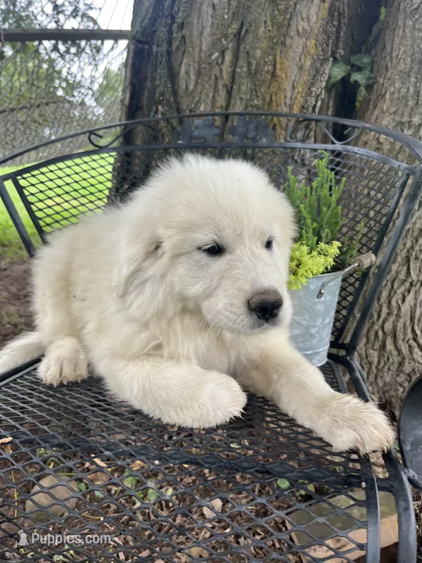 fluff (Grey collar) – Great Pyrenees puppy for sale in Bloomfield, IA