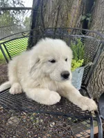 fluff (Grey collar), a male Great Pyrenees for sale in Bloomfield, IA – 1 of 2