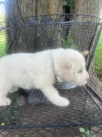 marshmallow (Green male), a male Great Pyrenees for sale in Bloomfield, IA – 4 of 4