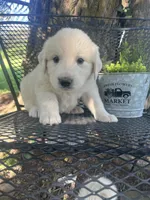 Fluff (orange male), a male Great Pyrenees for sale in Bloomfield, IA – 2 of 4