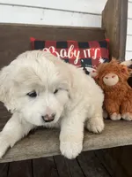 Puff (black collar), a male Great Pyrenees for sale in Bloomfield, IA – Photo 3 of 10