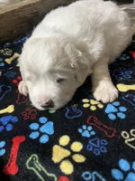 Puff (black collar), a male Great Pyrenees for sale in Bloomfield, IA – Photo 10 of 10