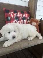 Puff (black collar), a male Great Pyrenees for sale in Bloomfield, IA – Photo 5 of 10
