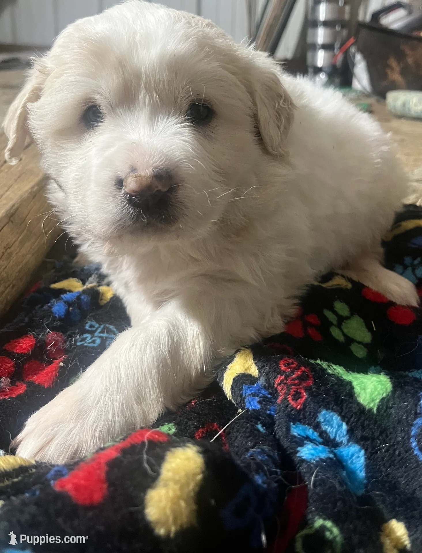 Puff (black collar), a male Great Pyrenees for sale in Bloomfield, IA – Photo 7 of 10