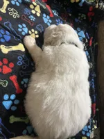Puff (black collar), a male Great Pyrenees for sale in Bloomfield, IA – Photo 9 of 10