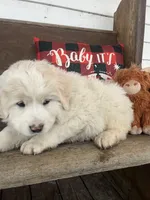Puff (black collar), a male Great Pyrenees for sale in Bloomfield, IA – Photo 2 of 10