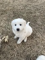 Puff (black collar), a male Great Pyrenees for sale in Bloomfield, IA – Photo 1 of 10