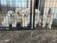 Puff (black collar), a male Great Pyrenees for sale in Bloomfield, IA – Photo 4 of 10