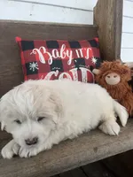 Puff (black collar), a male Great Pyrenees for sale in Bloomfield, IA – Photo 6 of 10