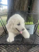 Cotton (blue collar), a male Great Pyrenees for sale in Bloomfield, IA – 2 of 6