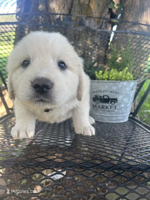 Puff (black collar) – Great Pyrenees puppy for sale in Bloomfield, IA