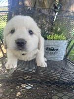 Puff (black collar), a male Great Pyrenees for sale in Bloomfield, IA – 1 of 3