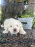 Cotton (blue male), a male Great Pyrenees for sale in Bloomfield, IA – 3 of 4