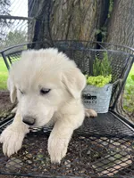 Star (purple collar), a female Great Pyrenees for sale in Bloomfield, IA – 2 of 2