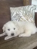 Male chevron collar, a male Great Pyrenees for sale in Bloomfield, IA – Photo 3 of 7