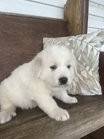 Male chevron collar, a male Great Pyrenees for sale in Bloomfield, IA – Photo 2 of 7