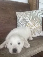 Male chevron collar, a male Great Pyrenees for sale in Bloomfield, IA – Photo 4 of 7