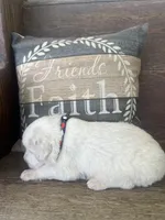 Male chevron collar, a male Great Pyrenees for sale in Bloomfield, IA – Photo 6 of 7