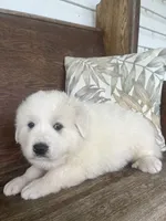 Male chevron collar, a male Great Pyrenees for sale in Bloomfield, IA – Photo 1 of 7