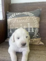 Male chevron collar, a male Great Pyrenees for sale in Bloomfield, IA – Photo 5 of 7