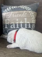 Female red collar, a female Great Pyrenees for sale in Bloomfield, IA – Photo 6 of 7