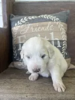 Female red collar, a female Great Pyrenees for sale in Bloomfield, IA – Photo 5 of 7
