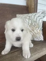 Female red collar, a female Great Pyrenees for sale in Bloomfield, IA – Photo 2 of 7